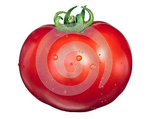 Large Marglobe tomato, top view