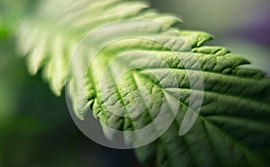 Large marijuana close-up