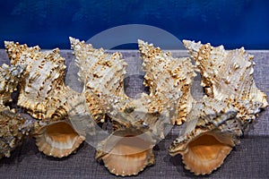 Large marine shell specimens of various shapes