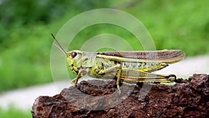 Large marsh grasshopper /Stethophyma grossum/, close-up