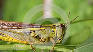 Large marsh grasshopper /Stethophyma grossum/, close-up