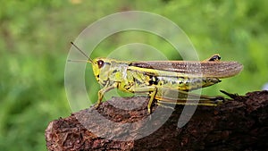 Large marsh grasshopper /Stethophyma grossum/, close-up