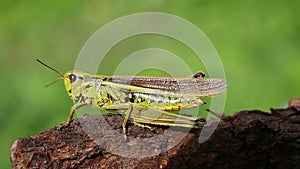 Large marsh grasshopper /Stethophyma grossum/, close-up