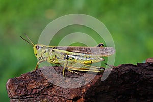 Large marsh grasshopper Stethophyma grossum, close-up
