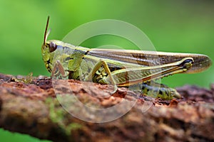 Large marsh grasshopper Stethophyma grossum, close-up