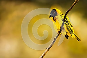 Large mask weaver (Ploceus cucullatus) perched atop a slender twig