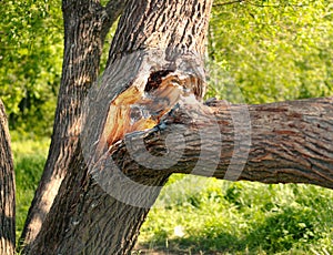 A large massive branch broke off from the main tree trunk under its own weight