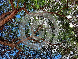 large massive rain trees or big monkey pod tree