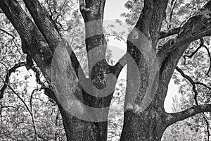 Large massive tree trunk branches split in two. Black and white photography