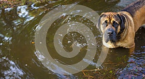 Large Mastiff in the Water