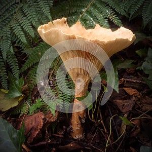 Large mature Giant Funnel mushroom grows from the forest floor