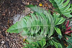 A large and mature leaves of Philodendron Jungle Boogie growing on the ground