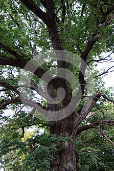 Large Mature Oaktree