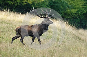 Large mature Red Deer stag