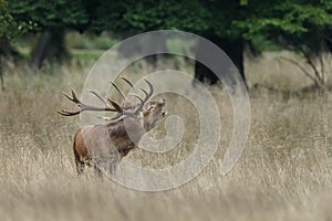 Large mature Red Deer stag