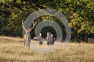 Large mature Red Deer stag