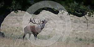 Large mature Red Deer stag