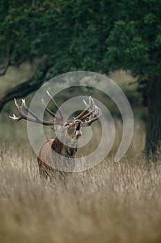 Large mature Red Deer stag