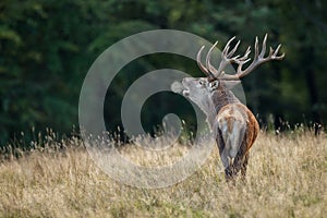 Large mature Red Deer stag