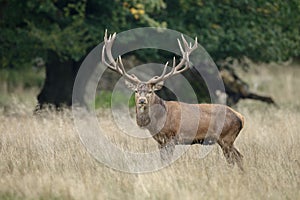 Large mature Red Deer stag photo