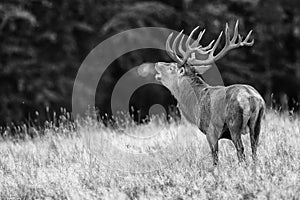 Large mature Red Deer stag