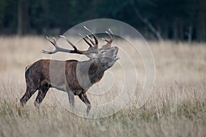 Large mature Red Deer stag photo