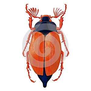 A large may bug with open antennae on a white background. Realistic hand drawing.
