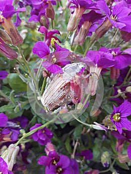 May Bug Cockchafer on flowers