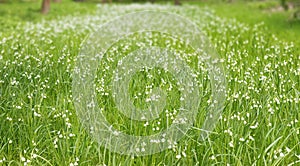 A large meadow covered with leucojum aestivum also known as snowflakes or loddon lily.