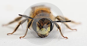 Large meadow mining bee Anderna labialis