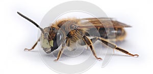 Large meadow mining bee Anderna labialis