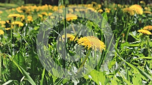 A large meadow with yellow dandelions