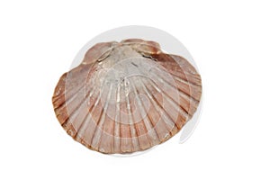 Large mediterranian seashell
