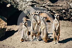 Large meercats family