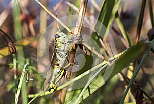 Large Melanoplus Grasshopper