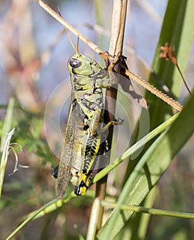 Large Melanoplus Grasshopper