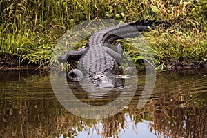 Large menacing American alligator Alligator mississippiensis