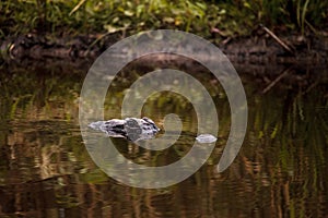 Large menacing American alligator Alligator mississippiensis