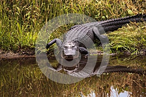 Large menacing American alligator Alligator mississippiensis photo