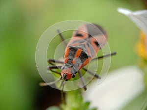 The Large Milkweed Bug On A Flower Bud