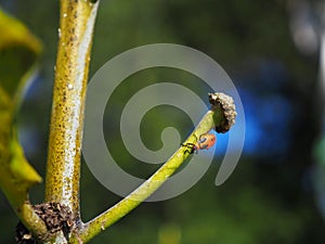 Large Milkweed Bug Nymph 5th Instar photo