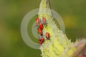 Large Milkweed Bug Nymphs