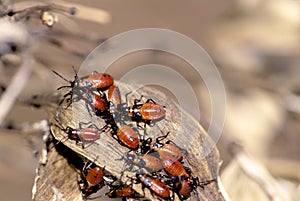 Large Milkweed Bug Nymphs  26525