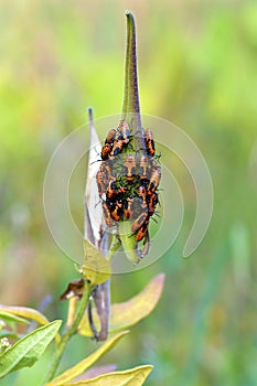 Large Milkweed Bug Nymphs   605525