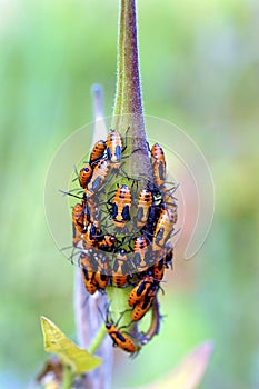 Large Milkweed Bug Nymphs   605527