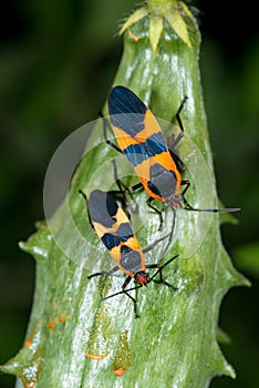 Large Milkweed Bug