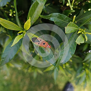 The large milkweed bug, oncopeltus fasciatus, is coloured orange-red and black. It feed on seeds, leaves and stems of milkweed
