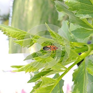 The large milkweed bug, oncopeltus fasciatus,is coloured orange-red and black. It feeds on the seeds, leaves and stems of milkweed