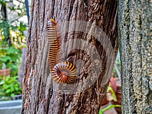 A large millipede perched on a log hanging halfway down The other half carries himself in the afternoon