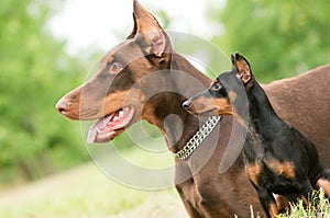 Large and miniature dobermans